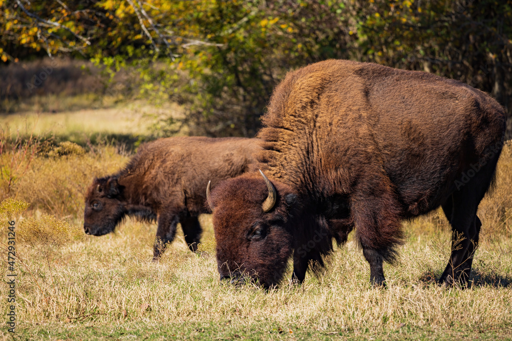 Close up shot of bison eating grass