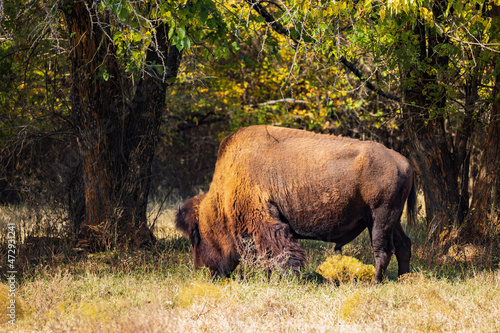 Close up shot of bison eating grass
