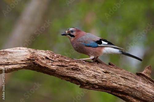 Eurasian jay ,,Garrulus glandarius,, in wild danubian forest, Slovakia, Europe © Tom