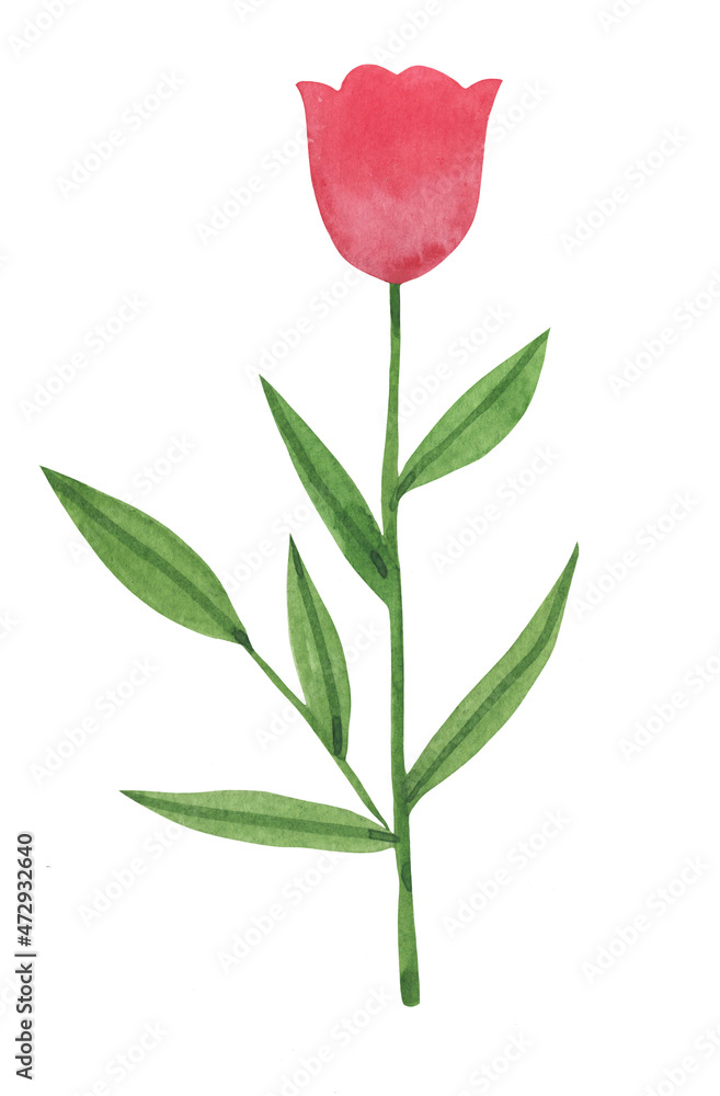 Obraz premium Hand drawn watercolor tulip isolated on white background. Ideal for wrapping paper, scrapbooking. Floral pink bouquet.