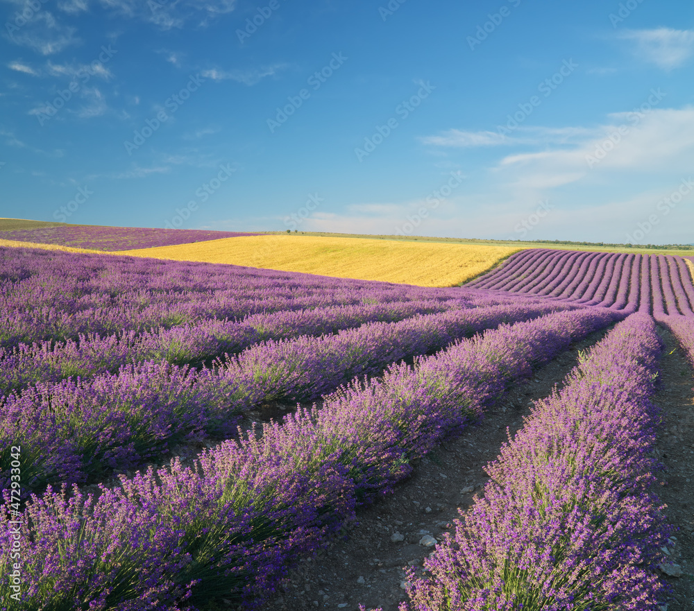 Fototapeta premium Meadow of lavender. Nature composition.