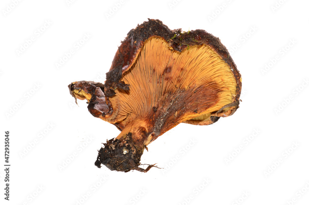 forest mushroom isolated on white background forest mushroom isolated on white background