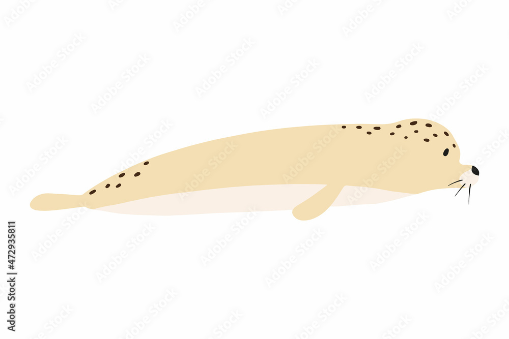 Childish illustration of cute seal isolated on white background. Hand-drawn seal in cartoon style. Childish illustration of cute seal isolated on white background. Hand-drawn seal in cartoon style.