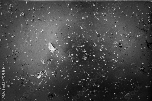 Selective focus on dead bugs splattered to the front grill and plates of a vehicle