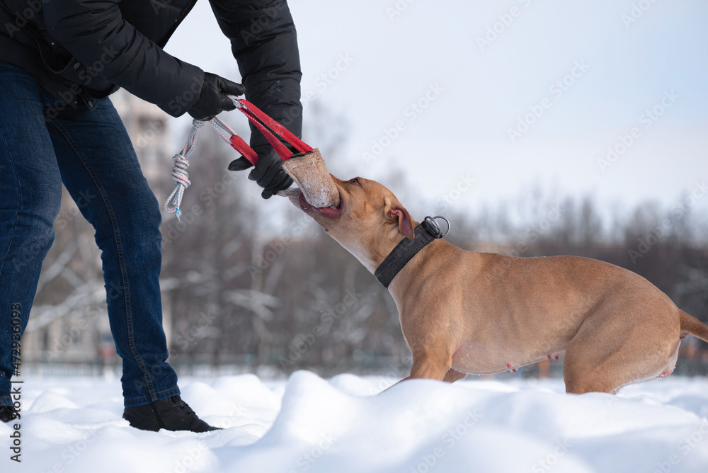A man trains an American Pit Bull Terrier in the snow. A man trains an American Pit Bull Terrier in the snow.