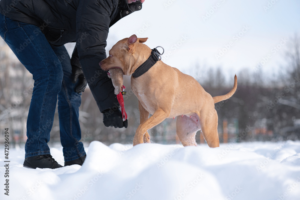 A man trains an American Pit Bull Terrier in the snow. A man trains an American Pit Bull Terrier in the snow.
