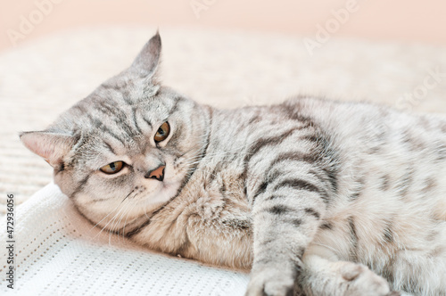 sleepy grey shorthair cat lying on a bed with eyes half closed. lazy tabby domestic cat.