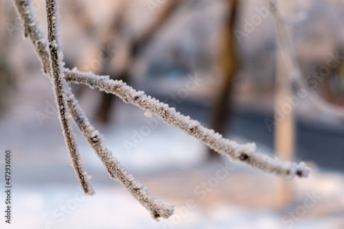 frost on branches © Pavel