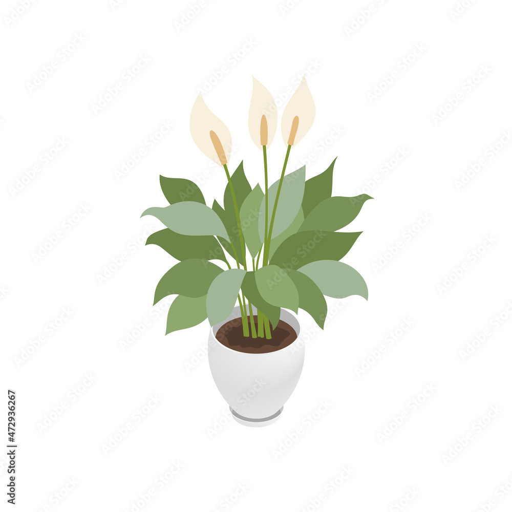 Isometric peace lily and flowerpot. Indoor, office and house plant. Interior decoration element. 3d flower pot with plate. Vector illustration of interior plant isolated on white background Isometric peace lily and flowerpot. Indoor, office and house plant. Interior decoration element. 3d flower pot with plate. Vector illustration of interior plant isolated on white background