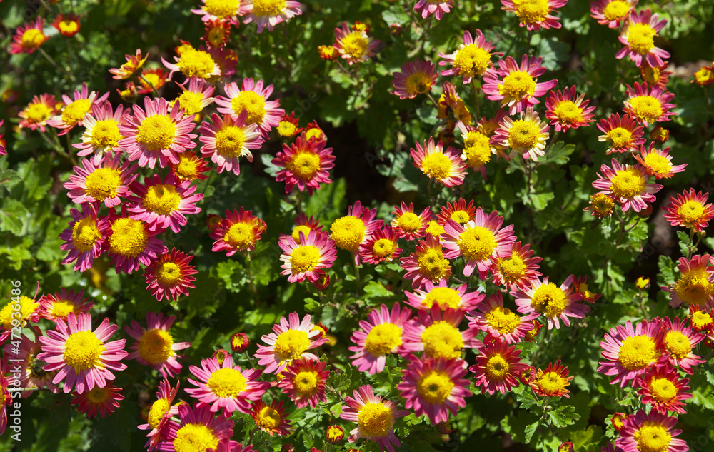 Bright floral background of fresh red and yellow chrysanthemums in the garden on a sunny day. Floriculture as a hobby. Growing beautiful flowers in the garden. Top view, close-up flat lay