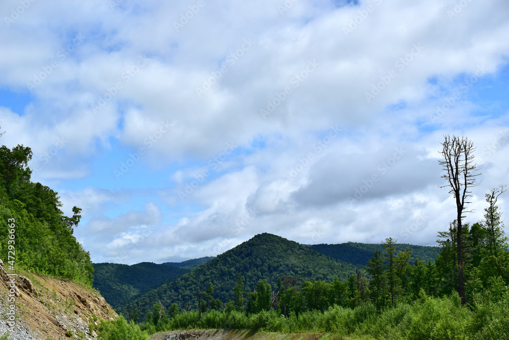 View of the green hills. Mixed forest with coniferous trees. Blue sky with clouds. View of the green hills. Mixed forest with coniferous trees. Blue sky with clouds.