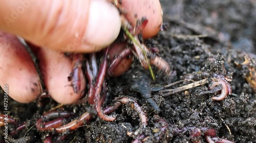 Breeding red worms Dendrobena. Fertile soil. Natural soil improvement. Fishing worms. photo