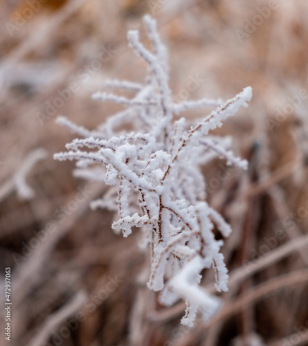 leaf in ice frost © Pavel