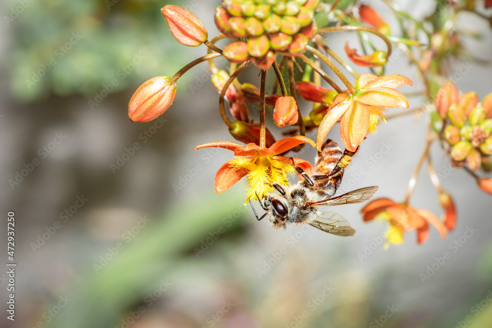 Honey Bee (Apis) feeding on Bulbinella Wild flowers during spring, Cape Town, South Africa Honey Bee (Apis) feeding on Bulbinella Wild flowers during spring, Cape Town, South Africa