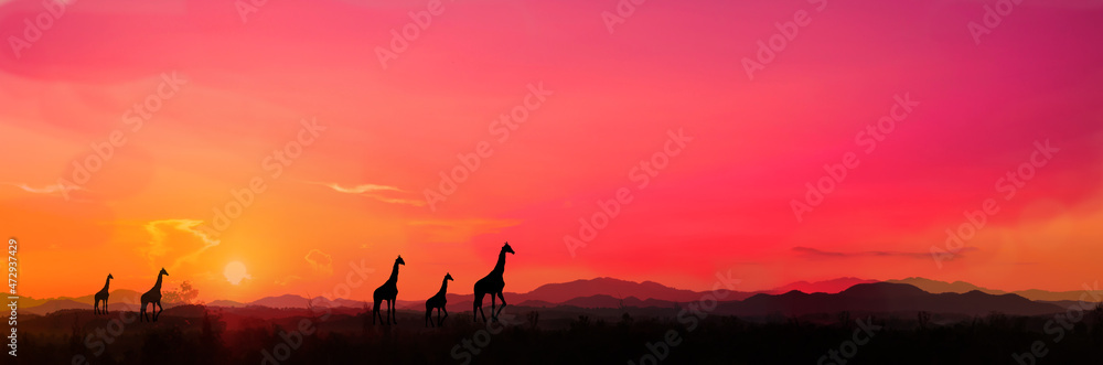 Safari.Amazing sunset and sunrise.Panorama silhouette tree in africa with sunset.Tree silhouetted against a setting sun.