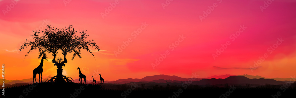 Safari.Amazing sunset and sunrise.Panorama silhouette tree in africa with sunset.Tree silhouetted against a setting sun.