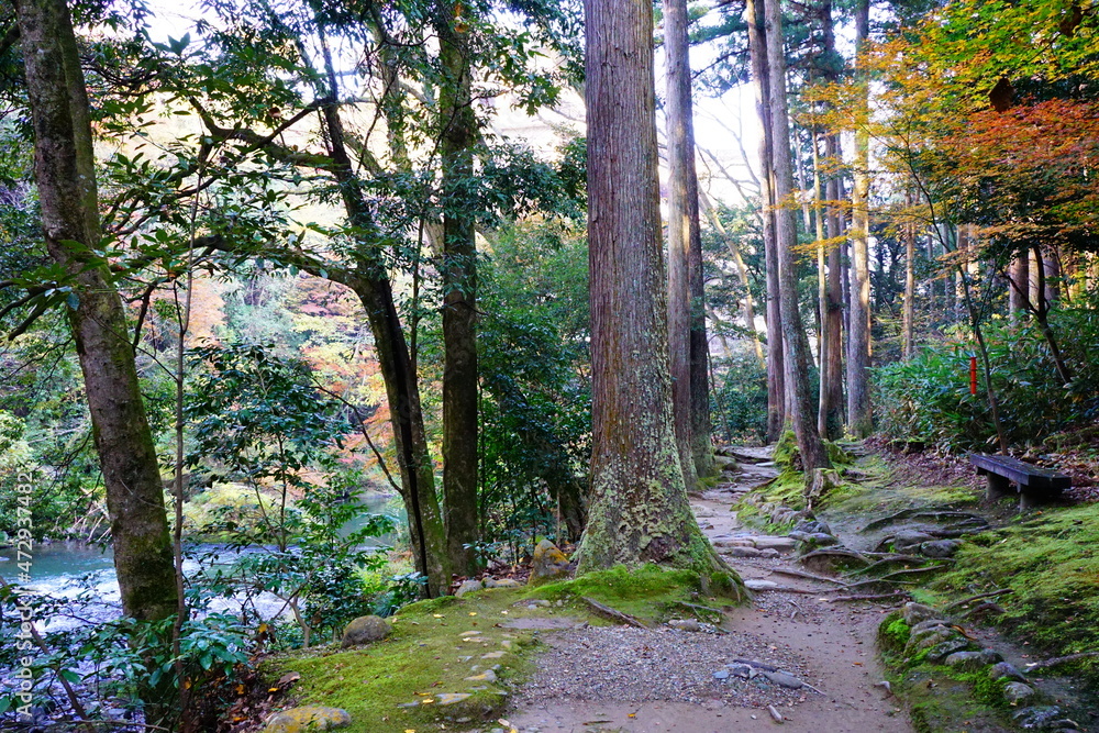 Obraz premium 鶴仙渓の紅葉