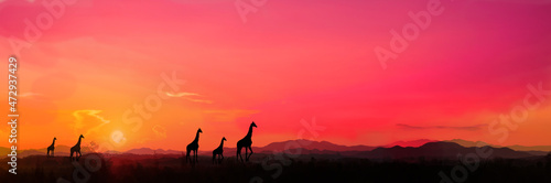 Safari.Amazing sunset and sunrise.Panorama silhouette tree in africa with sunset.Tree silhouetted against a setting sun.