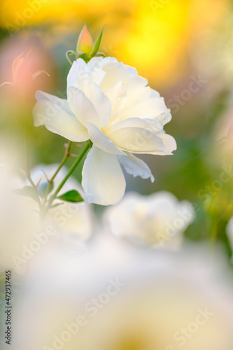 早朝、朝日を浴びて輝く白いばらの花。神戸元町、山手バラ園にて撮影 © 宮岸孝守