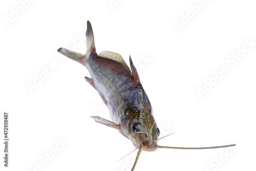 Tengra fish of Indian over on white background, Mystus fish in India. photo