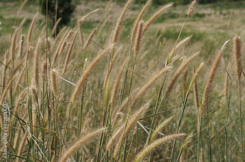 Fototapeta premium grassland field in the afternoon