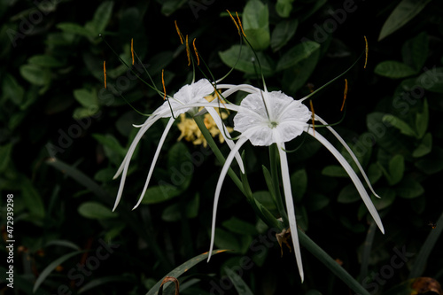 Beautiful Hymenocallis flower normally white  with  pronounced staminal cup and narrow tepal segments petals and sepals  known as spider lily in blossom. unique white flower with a long and thin crown