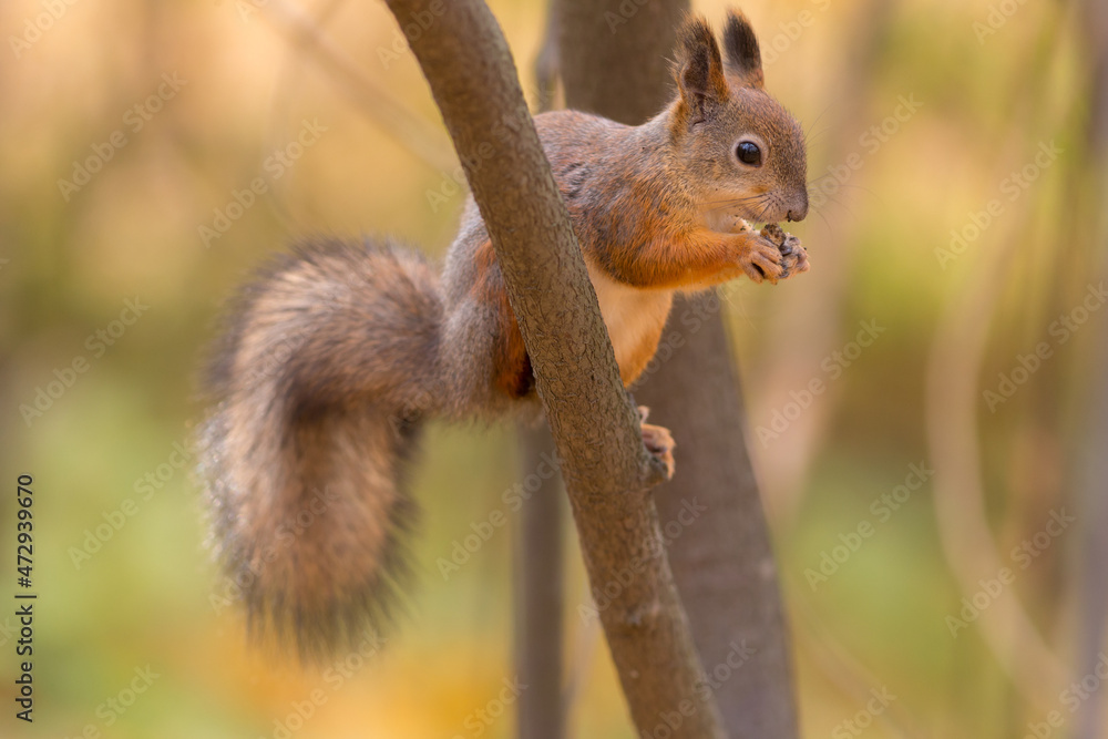 squirrel on a tree branch