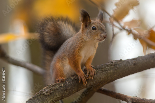 squirrel on a tree branch