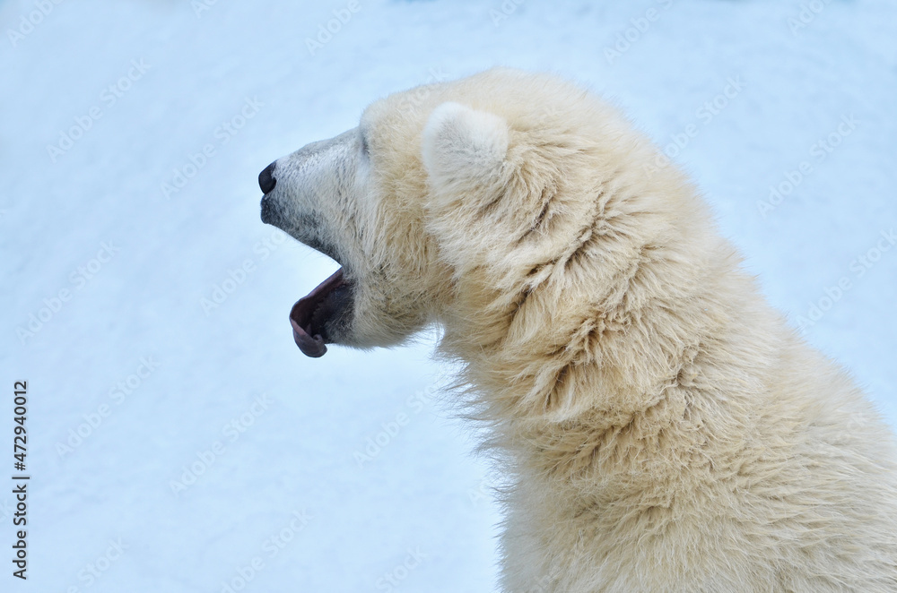 Portrait of a polar bear in profile