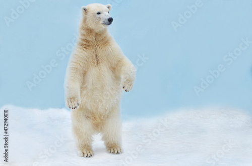 Fotografiet a polar bear stands on its hind legs
