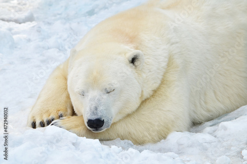Portrait of a sleeping polar bear