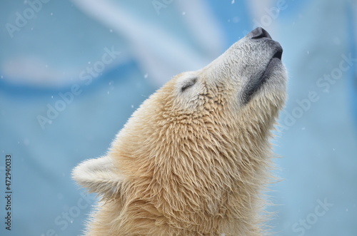 Portrait of a polar bear in profile