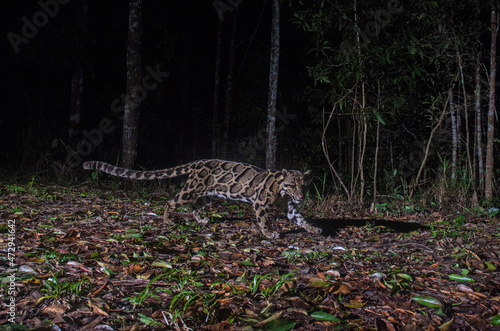 Clouded leopard in forest