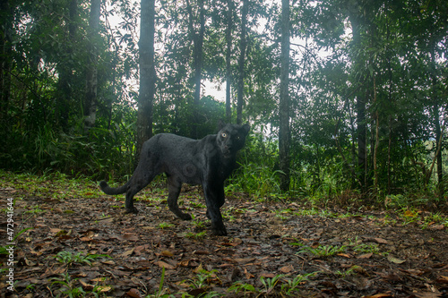 Black Panther or Black Leopard in the forest photo