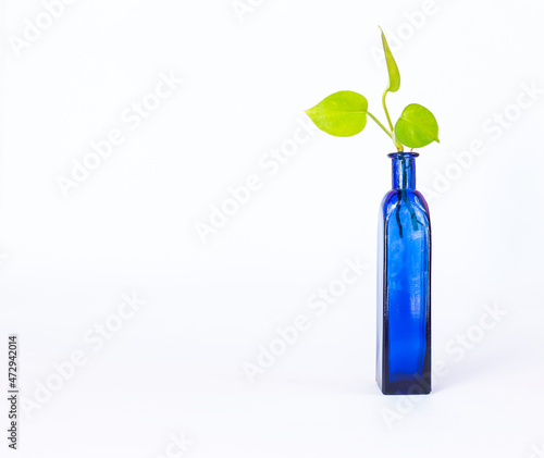 Wallpaper Mural Yong green plant in square blue glass bottle isolate on white background Torontodigital.ca