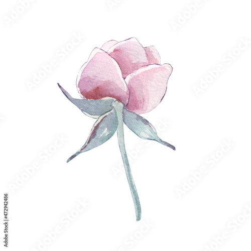 Vintage hand made line peonies or rose set. Botanical froral design. Isolated on white flowers. For greeting, invitation, wedding, birthday, valentine card. Botanical illustration.