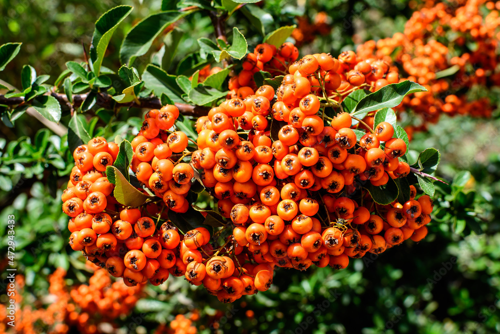 Small yellow and orange fruits or berries of Pyracantha plant, also known as firethorn in a garden in a sunny autumn day, beautiful outdoor floral background photographed with soft focus. Small yellow and orange fruits or berries of Pyracantha plant, also known as firethorn in a garden in a sunny autumn day, beautiful outdoor floral background photographed with soft focus.