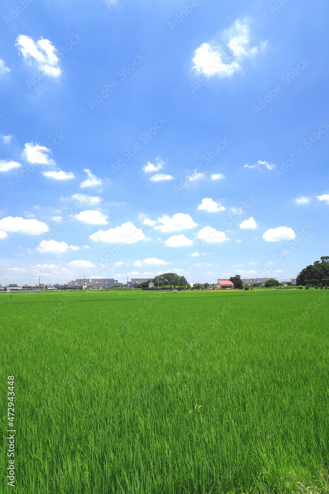 稲穂の出来始めた夏の郊外の田圃風景