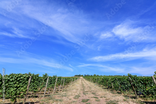 Row with large plants with many ripe organic grapes and green leaves in vineyard in a sunny autumn day .