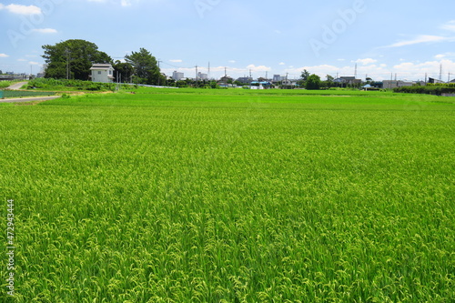 稲穂の出来始めた夏の郊外の田圃風景