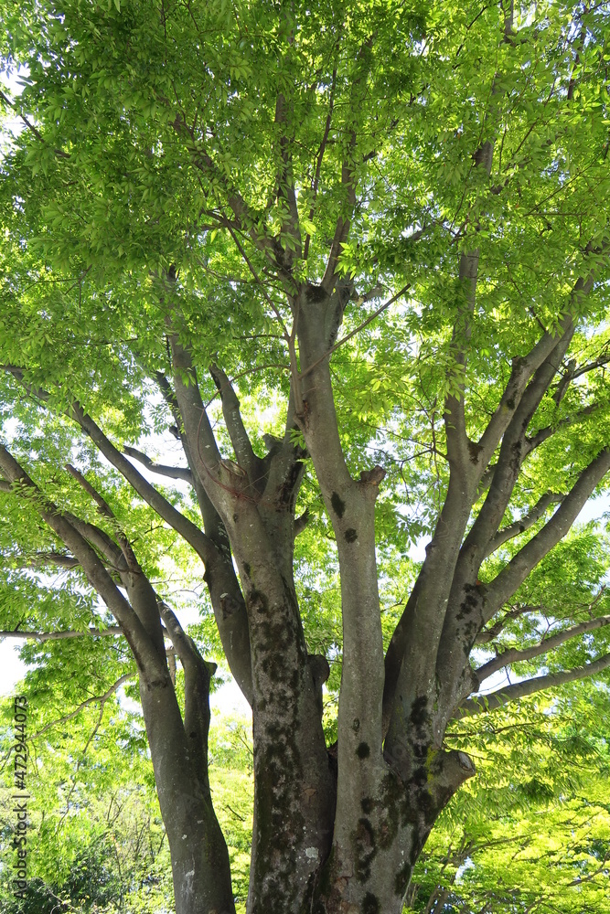 Fototapeta premium 夏の公園の欅と青空