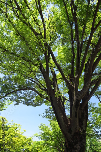 夏の公園の欅と青空