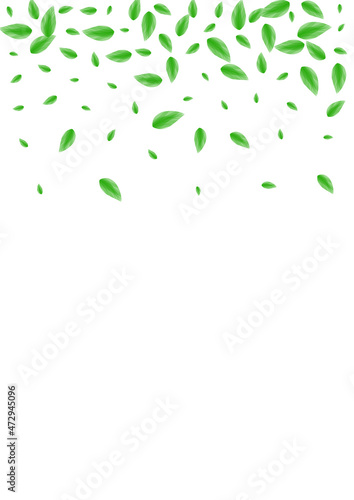 Light Green Sheet Background White Vector. Greenery Herbal Texture. Shape Frame. Green Agriculture Design. Leaf Growth.