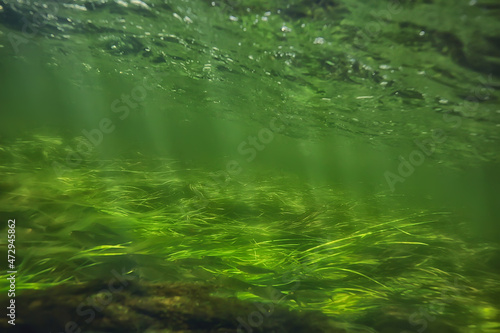 underwater fresh water green background with sun rays under  water