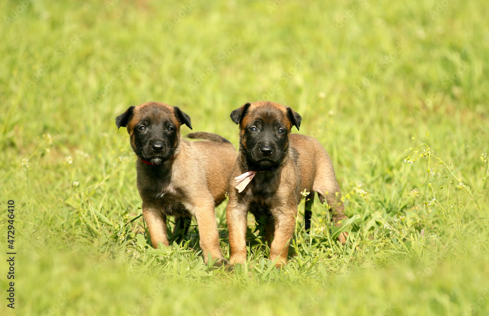 Two cute little Malinois puppies in nature Two cute little Malinois puppies in nature