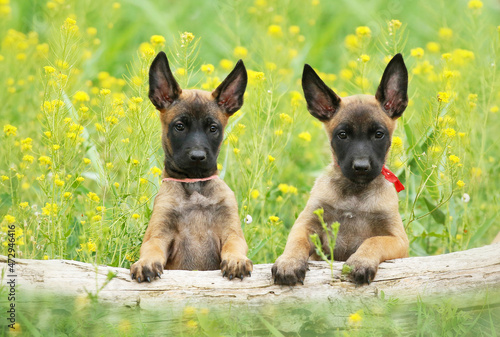 Two cute little Malinois puppies in nature photo