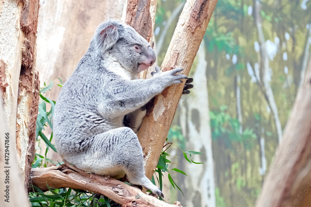 Obraz premium Koala ( Phascolarctos cinereus ).