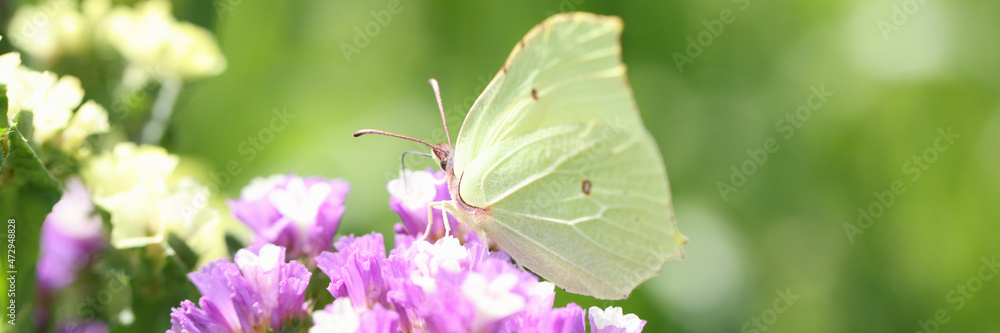 Yellow butterfly sitting on purple statice flower in garden closeup background Yellow butterfly sitting on purple statice flower in garden closeup background