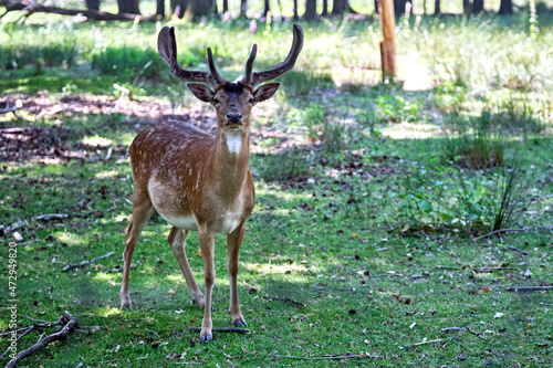Fototapeta Naklejka Na Ścianę i Meble -  Damhirsch ( Dama dama ).