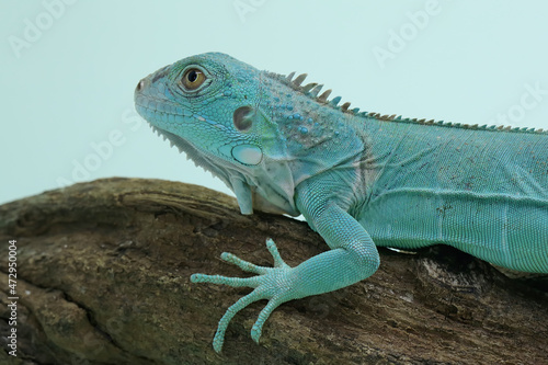 A blue iguana  Iguana iguana  with an elegant pose.